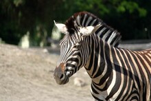 Closeup Of A Zebra Under The Sunlight