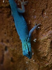 Poster - Vertical shot of a Lygodactylus williamsi on a rock