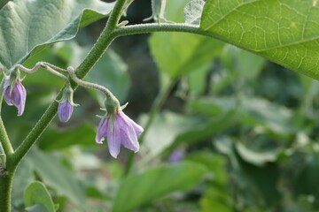 Wall Mural - purple flower in the garden