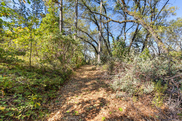 Canvas Print - path in the forest