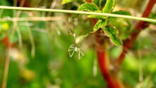 Orchard Spider Molting In A Field In Cotacachi, Ecuador