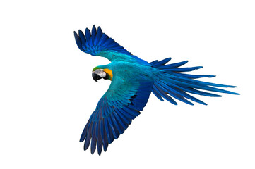 Macaw flying isolated on white background (PNG)