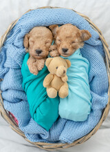 Two Funny Newborn Toy Poodle Puppies Wrapped Like Babies Sleep Inside Basket With Toy Bear. Top Down View