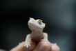Crested gecko (Correlophus ciliatus) with blue eyes