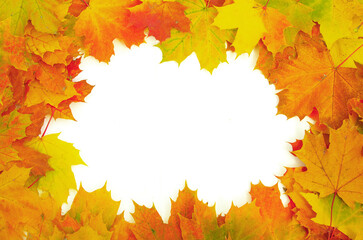 Sticker - Frame with colored autumn maple leaves - white background