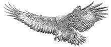Golden Eagle Landing Hand Draw Sketch Black Line Doodle On White Background Vector