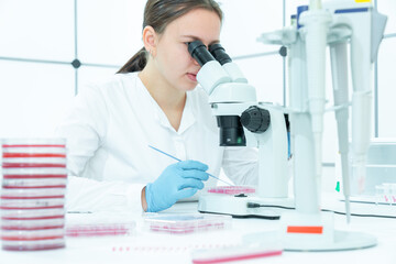 Wall Mural - a schoolgirl a student of a medical university is studying the sowing of microbiological cultures on Petri dishes