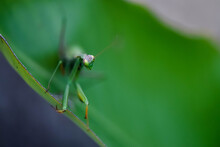  Praying Mantis Resting On A Leaf Close Up