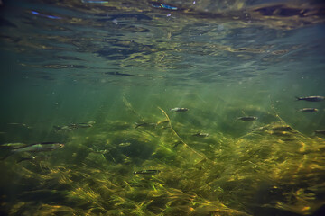 Wall Mural - green algae underwater in the river landscape riverscape, ecology nature