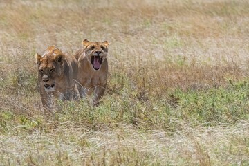 Sticker - Aerial view of two lions walking and hunting in grassland