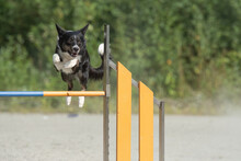 Border Collie Jumps Over An Agility Hurdle On A Dog Agility Course