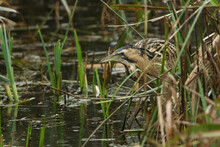 A Rare Hunting Bittern, Botaurus Stellaris, Searching For Food In A Reedbed At The Edge Of A Lake.	