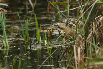 Wall Mural - a rare hunting bittern, botaurus stellaris, searching for food in a reedbed at the edge of a lake.