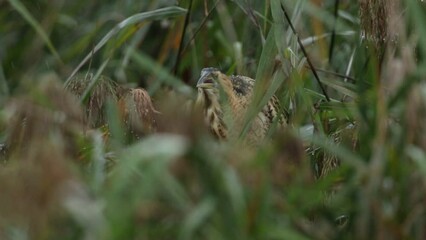 Wall Mural - a rare hunting bittern, botaurus stellaris, searching for food in a reedbed at the edge of a lake.