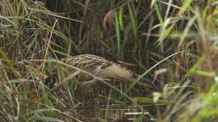 Wall Mural - a rare hunting bittern, botaurus stellaris, searching for food in a reedbed at the edge of a lake.