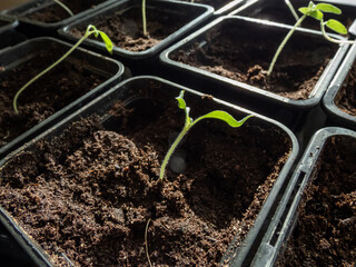 Macro shot of green tomato plant seedlings growing in a pot on the window sill in bright sunlight. Vegetable seedling in pot. Indoor gardening