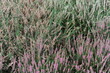 Heather or heath on heathland in full bloom and blossom in autumn or fall in Europe