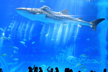 水族館の水槽でゆっくり泳ぐジンベイザメ