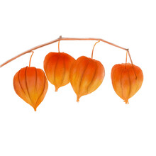 Orange Dry Physalis Isolated On Transparent Background. Hand Drawn Watercolour Groundcherries On Branch Illustration (groundcherry, Inca Berry, Cape Gooseberry)