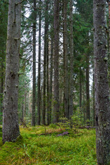 Fototapeta pine forest in the mist