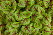 Closeup on fresh red veined microgreen sorrel leaves background
