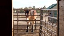Clydesdale Horse Outside Of Fenced Stable Stall On Farm