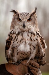 Sticker - Shallow focus of Turkmenian Eagle Owl, Bubo bubo turcomanus, perched on falconry glove