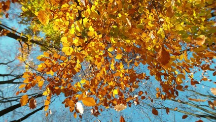 Wall Mural - Super slow motion of falling autumn beech leaves. Ultimate perspective, leaves falling towards camera. Filmed on high speed cinema camera, 1000 fps.