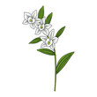 vector drawing plant of orchid , Dendrobium nobile, herb of traditional chinese medicine, hand drawn illustration