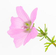 Pink Flower Isolated On White Background