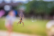 The Spider Climbs On The Web. A Brown Spider Waits For Its Prey In Its Web