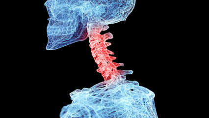 Poster - 3d rendered medical illustration of a wireframe style skeletal neck