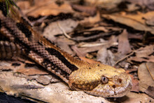 The Timber Rattlesnake (Crotalus Horridus)  Is A Species Of Pit Viper Endemic To Eastern North America.
It Is Venomous, And This Species Is Sometimes Highly Venomous.
