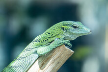 The Emerald Tree Monitor (Varanus Prasinus)  Is A Small To Medium-sized Arboreal Monitor Lizard.
It Is Known For Its Unusual Coloration, Which Consists Of Shades From Green To Turquoise. 