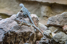 The Common Collared Lizard (Crotaphytus Collaris) Is A North American Species Of Lizard In The Family Crotaphytidae. The Name Comes From The Lizard's Distinct Coloration.
