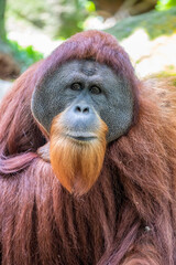 the closeup image of an adult male Sumatran orangutan 