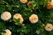 Julia Child Roses - absolutely Fabulous rose, golden floribunda rose blooming with yellow flowers in garden or park at spring