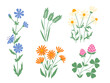 Set of wildflowers. Clover, calendulae, chicory, daisy, meadow grass