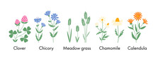 Set Of Botanical Clipart, Wildflowers And Meadow Grasses