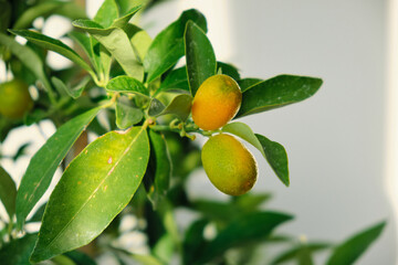 Sticker - kumquat fruits on branches close-up