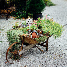 Fairy Garden In Vintage Old Wheelbarrow, Craft And Gardening