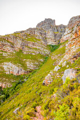 Wall Mural - Rugged mountain landscape with fynbos flora in Cape Town.