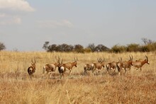 Herd Of Blesbok In The Valley
