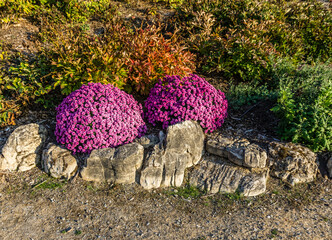 Rich Pink Flowers 2