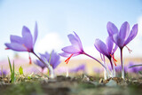 Saffron flower on ground, crocus purple blooming field, harvest collection