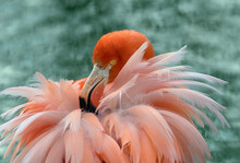 American Flamingo (Phoenicopterus Ruber) Preening Feathers. Captive. 