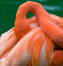 American Flamingo (Phoenicopterus Ruber) Head Tucked Between Wings While Preening Feathers. Captive. 