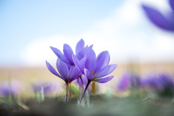 Wall Mural - Saffron flower on ground, crocus purple blooming field, harvest collection