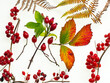 © NaturePL - Bramble leaves, bryony, rosehips, chestnuts and bracken fronds changing colour in autumn