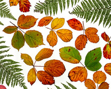 Arrangement Of Bramble Leaves (Rubus Fruticosus) Changing Colour In Autumn With Bracken 